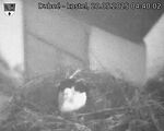 Capi_Dubne_20250520_044002.jpg