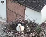 Capi_Dubne_20250520_050503.jpg