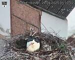 Capi_Dubne_20250520_051002.jpg