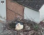 Capi_Dubne_20250520_052003.jpg