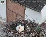 Capi_Dubne_20250520_052502.jpg