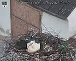 Capi_Dubne_20250520_053003.jpg