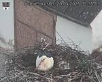 Capi_Dubne_20250520_053503.jpg