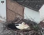 Capi_Dubne_20250520_054504.jpg