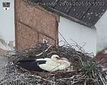 Capi_Dubne_20250520_055502.jpg