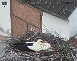 Capi_Dubne_20250520_060002.jpg