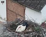 Capi_Dubne_20250520_061503.jpg