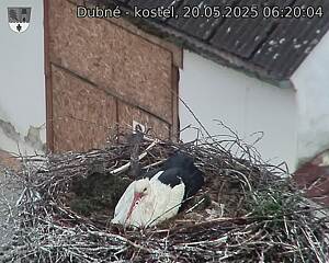 Capi_Dubne_20250520_062004.jpg (1350 x 1080)