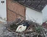 Capi_Dubne_20250520_062502.jpg