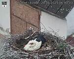 Capi_Dubne_20250520_064004.jpg