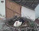 Capi_Dubne_20250520_065002.jpg