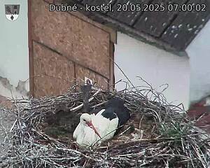 Capi_Dubne_20250520_070002.jpg (1350 x 1080)