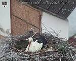 Capi_Dubne_20250520_070504.jpg