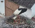 Capi_Dubne_20250520_071002.jpg