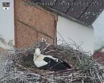 Capi_Dubne_20250520_072502.jpg
