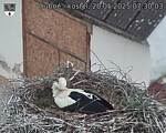 Capi_Dubne_20250520_073003.jpg