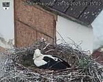 Capi_Dubne_20250520_073502.jpg
