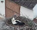 Capi_Dubne_20250520_074003.jpg