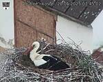 Capi_Dubne_20250520_074502.jpg