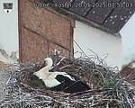 Capi_Dubne_20250520_075003.jpg