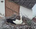 Capi_Dubne_20250520_080504.jpg