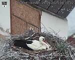 Capi_Dubne_20250520_081002.jpg