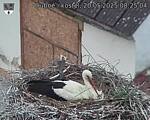 Capi_Dubne_20250520_082504.jpg