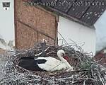 Capi_Dubne_20250520_084004.jpg