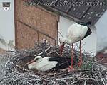 Capi_Dubne_20250520_085002.jpg