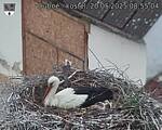 Capi_Dubne_20250520_085504.jpg