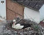 Capi_Dubne_20250520_090002.jpg