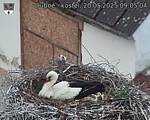 Capi_Dubne_20250520_090504.jpg
