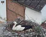 Capi_Dubne_20250520_091003.jpg
