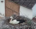 Capi_Dubne_20250520_091502.jpg