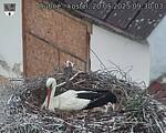 Capi_Dubne_20250520_093003.jpg