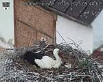 Capi_Dubne_20250520_094002.jpg