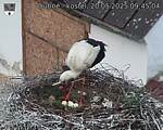 Capi_Dubne_20250520_094504.jpg