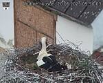 Capi_Dubne_20250520_095003.jpg