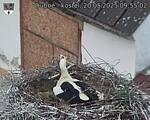 Capi_Dubne_20250520_095502.jpg