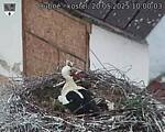 Capi_Dubne_20250520_100003.jpg