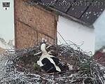 Capi_Dubne_20250520_101003.jpg