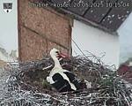 Capi_Dubne_20250520_101504.jpg