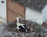 Capi_Dubne_20250520_102004.jpg