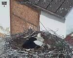 Capi_Dubne_20250520_102502.jpg