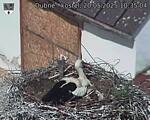 Capi_Dubne_20250520_103504.jpg
