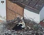 Capi_Dubne_20250520_105004.jpg