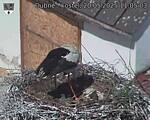 Capi_Dubne_20250520_110503.jpg
