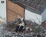 Capi_Dubne_20250520_111004.jpg