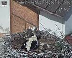 Capi_Dubne_20250520_111502.jpg