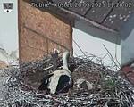 Capi_Dubne_20250520_112002.jpg
